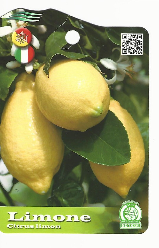 Citrus Limone 0001.jpg